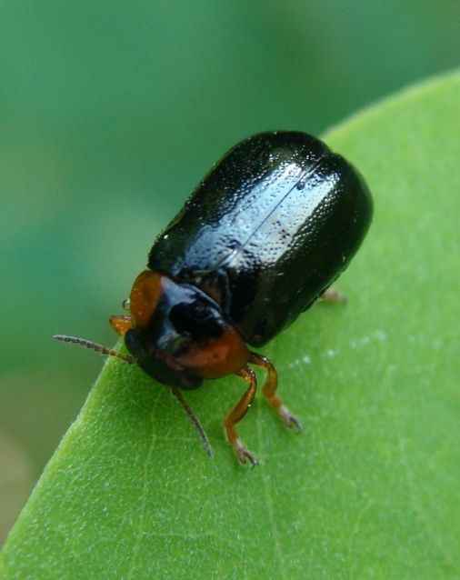 smaragdina aurita