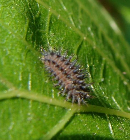 larva irsuta di coccinella fitofaga e larva di Syrphidae
