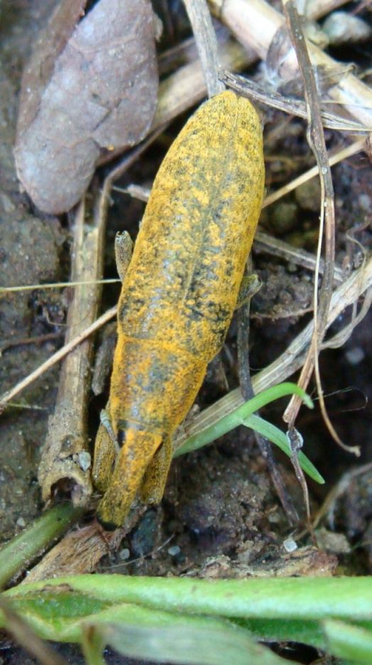 Larinus