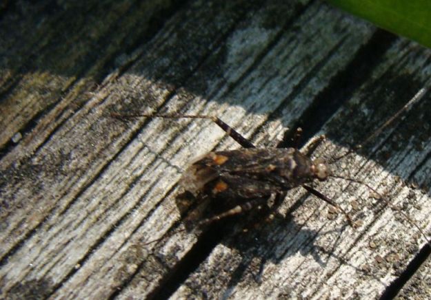 Miridae: Phytocoris sp. della Lombardia (MB)