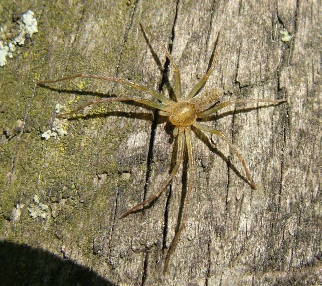 Philodromus sp.