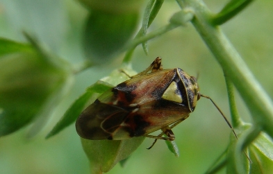 Chi è? Miridae,  Lygus sp..