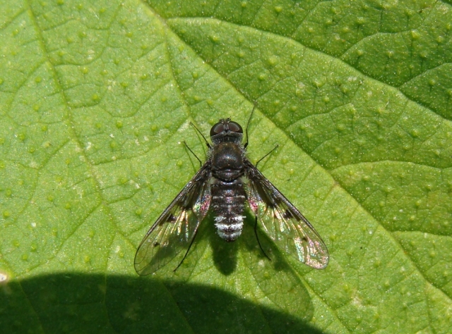Anthrax trifasciatus (Bombyliidae)