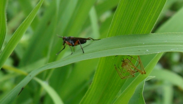 Sepedon sphegea (Sciomyzidae)