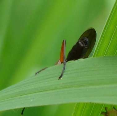 Sepedon sphegea (Sciomyzidae)