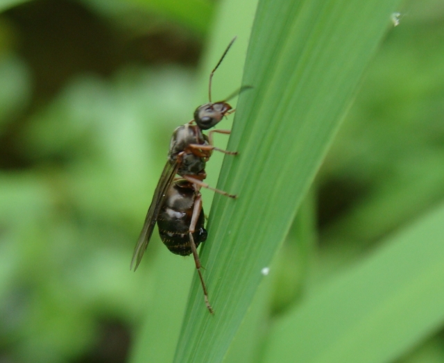 Regina di Formica sp.