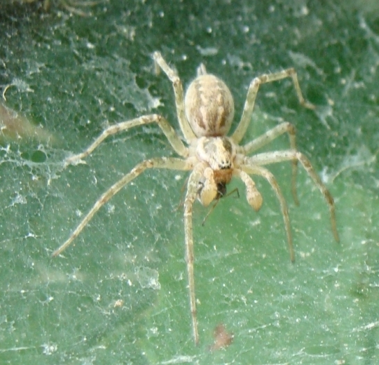 Allagelena gracilens