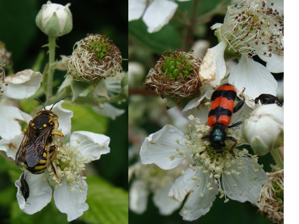 megachilide: Anthidium cfr florentinum