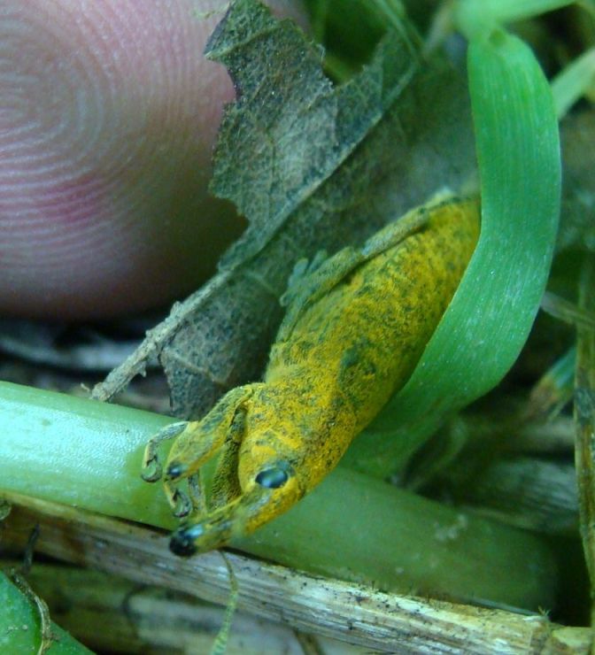Larinus