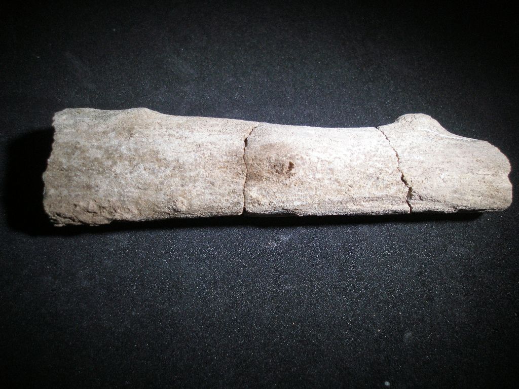 legno(palma) fossile?