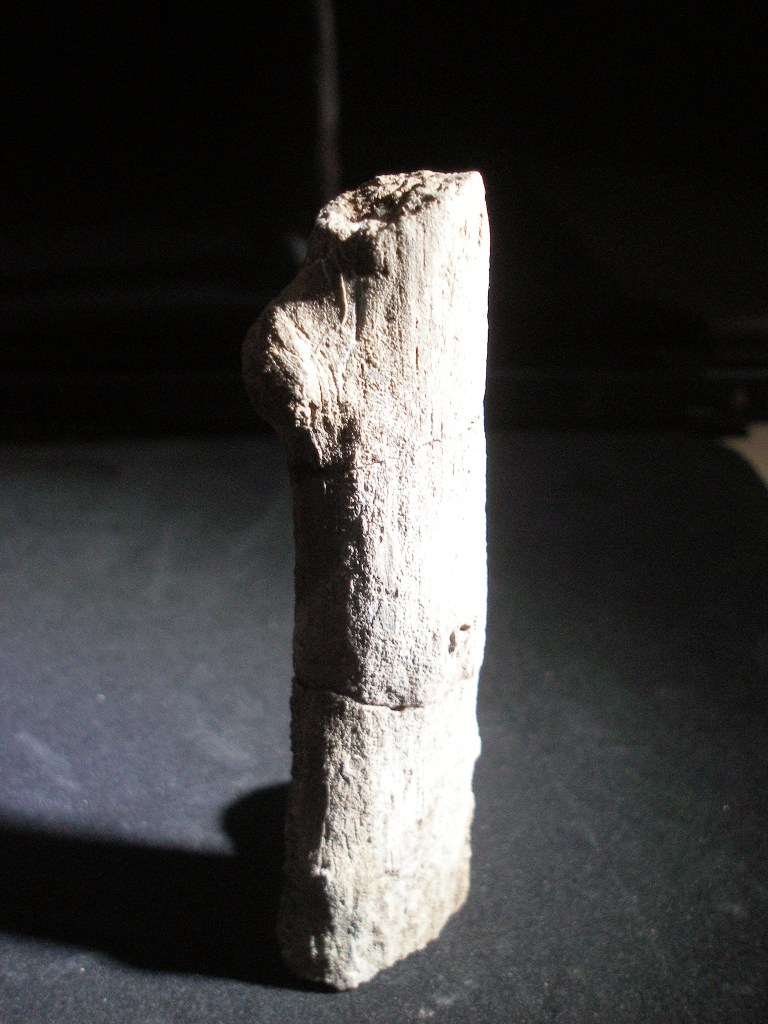 legno(palma) fossile?