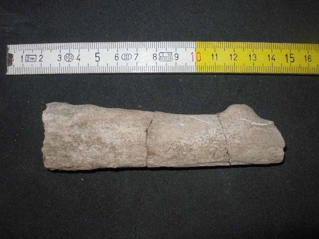 legno(palma) fossile?