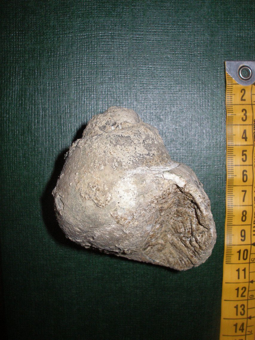 Ampullinopsis crassatinus (Lamarck) Oligocene