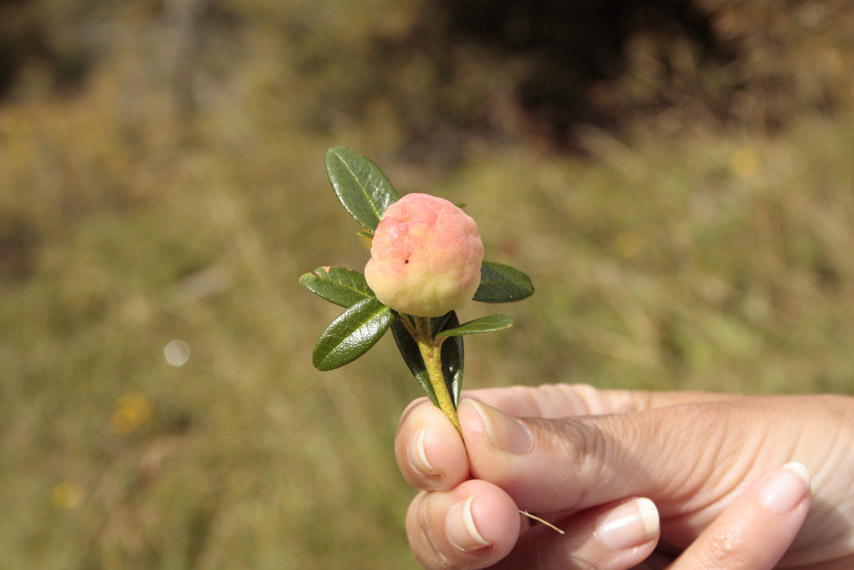 Rhododendrum ferrugineum con funghi; Exobasidium rhododendri