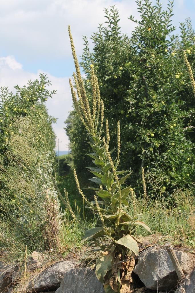 Alto Adige: Verbascum cfr. thapsus