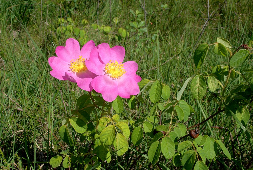 Rosa gallica / Rosa serpeggiante