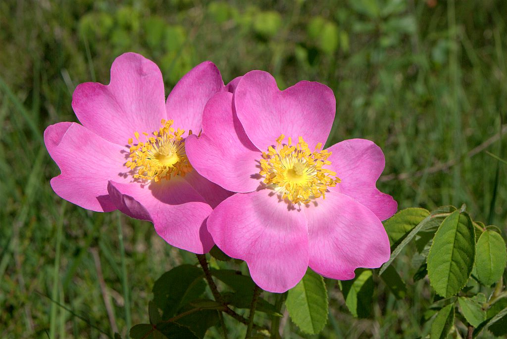 Rosa gallica / Rosa serpeggiante