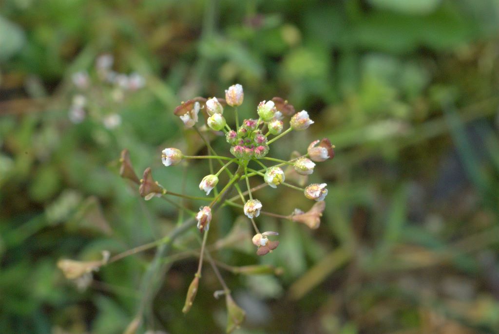 Capsella rubella