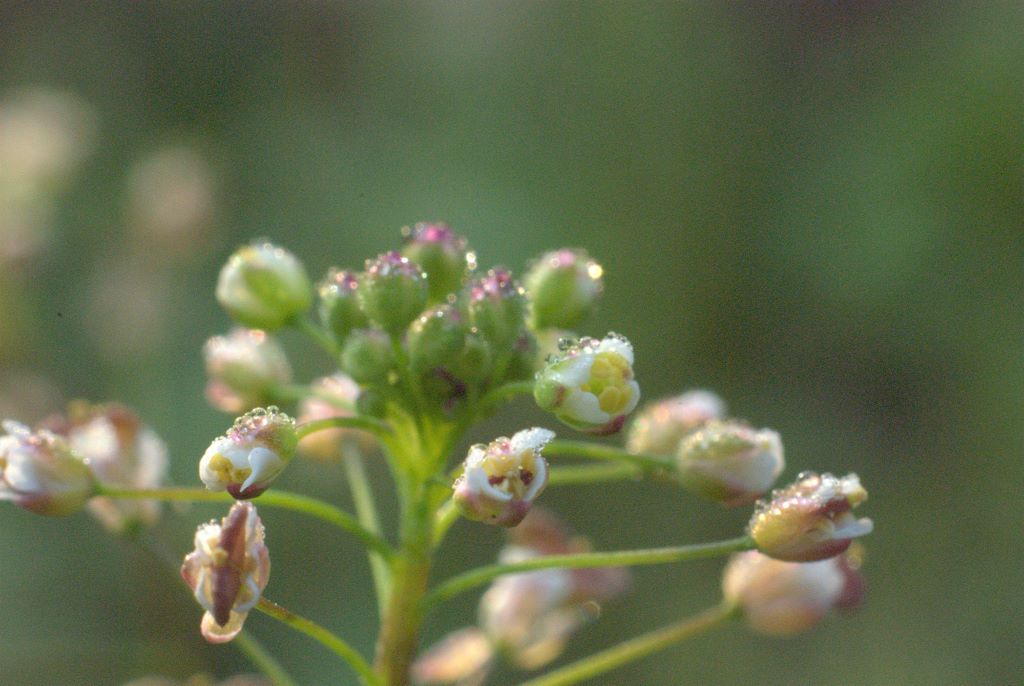 Capsella rubella