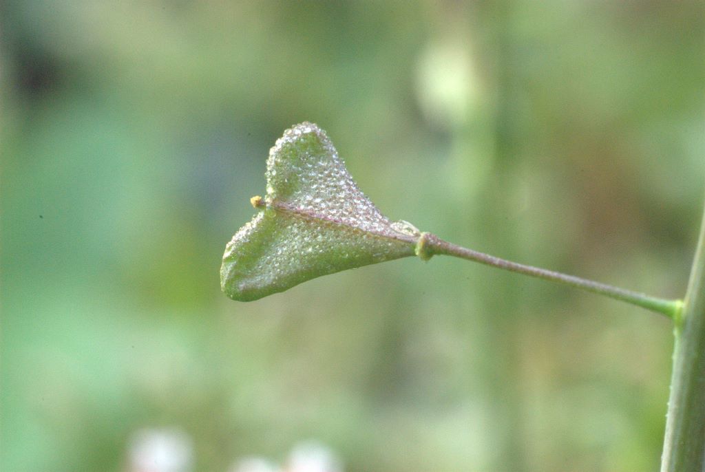 Capsella rubella