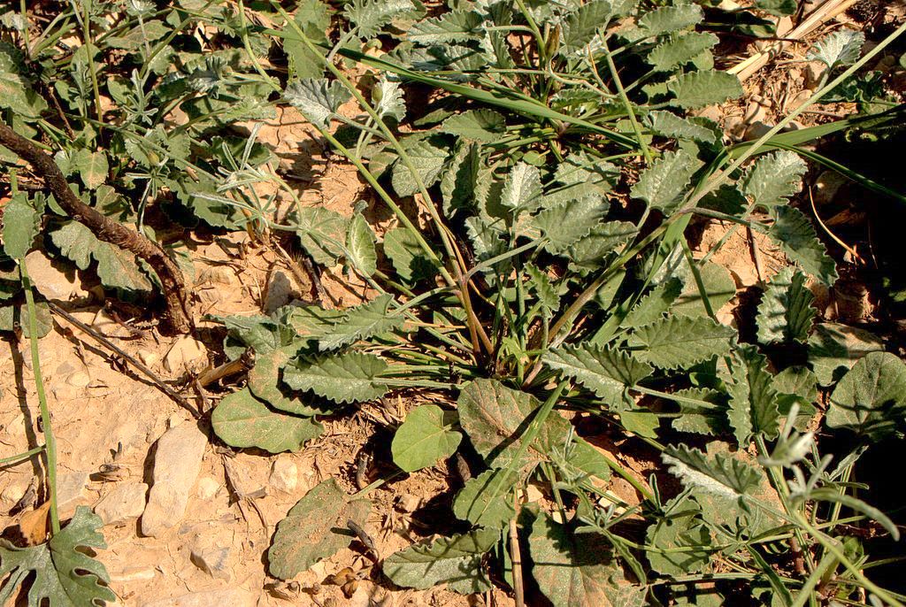 Convolvulus elegantissimus / Convolvolo elegantissimo