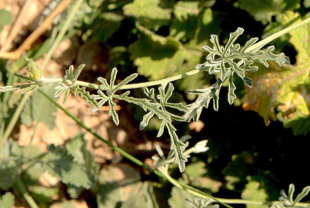 Convolvulus elegantissimus / Convolvolo elegantissimo