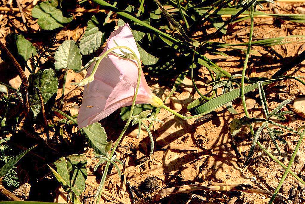 Convolvulus elegantissimus / Convolvolo elegantissimo