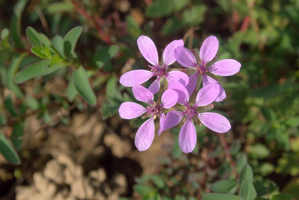 Erodium cicutarium