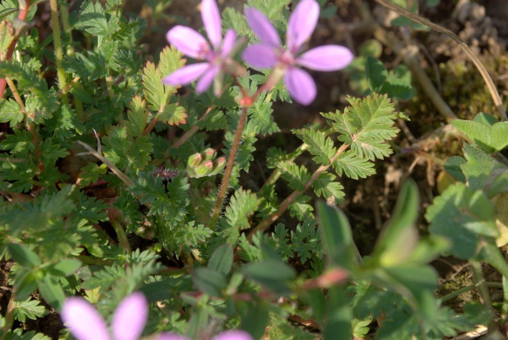 Erodium cicutarium