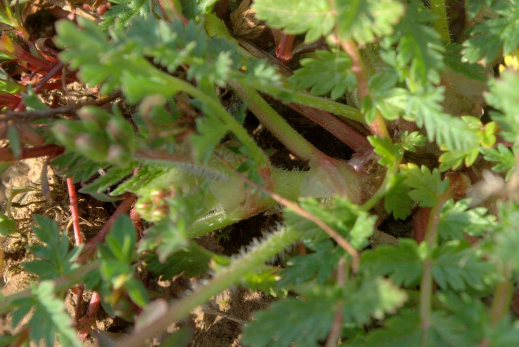 Erodium cicutarium