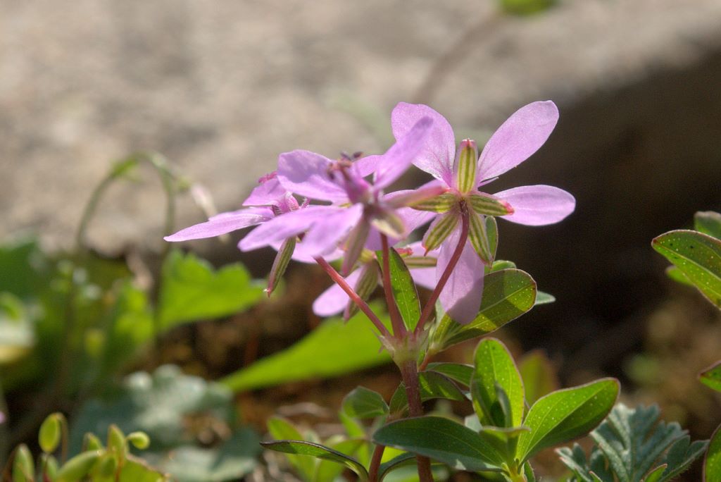 Erodium cicutarium
