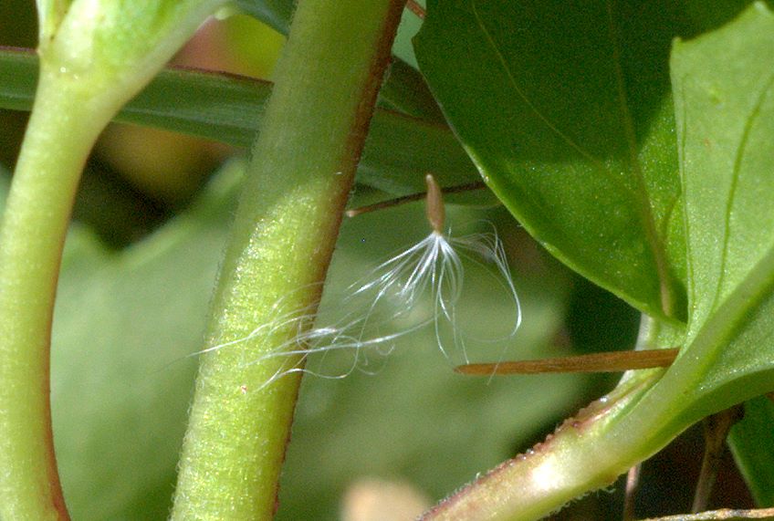 Epilobium cfr. alpestre