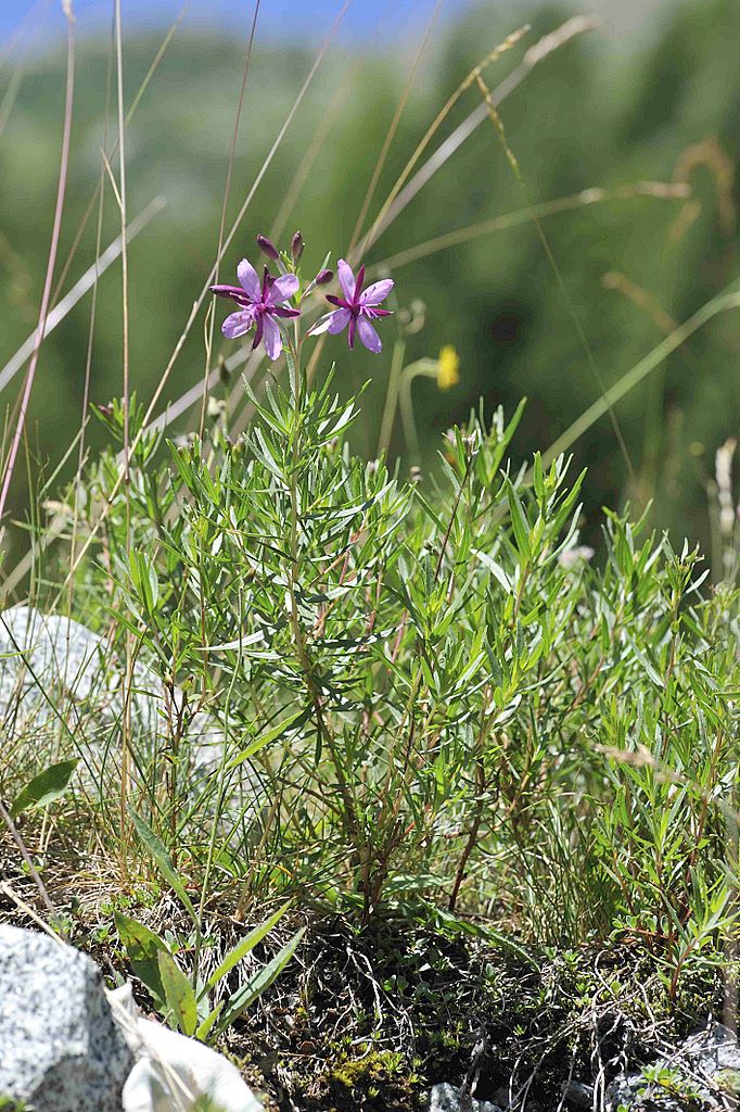 Chamaenerion fleischeri (ex Epilobium fleischeri) / Epilobio di Fleischer