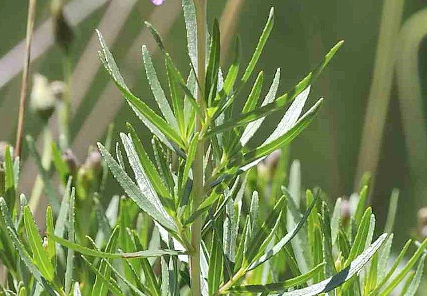 Chamaenerion fleischeri (ex Epilobium fleischeri) / Epilobio di Fleischer