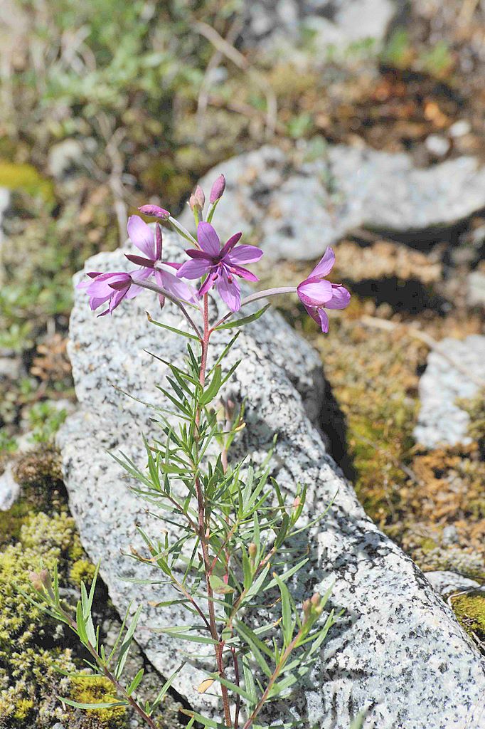 Chamaenerion fleischeri (ex Epilobium fleischeri) / Epilobio di Fleischer
