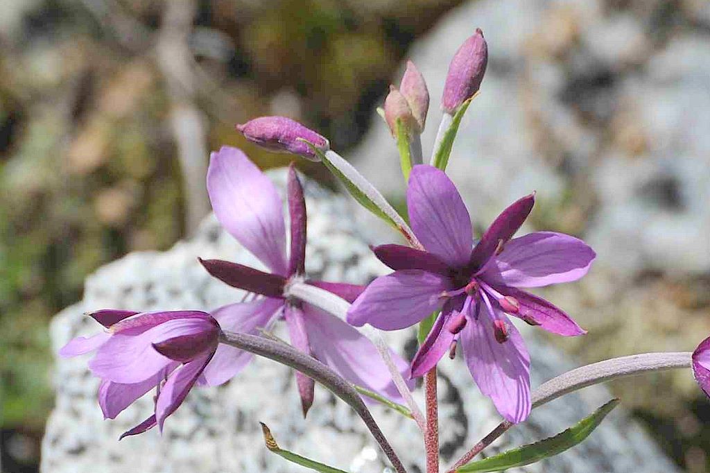 Chamaenerion fleischeri (ex Epilobium fleischeri) / Epilobio di Fleischer