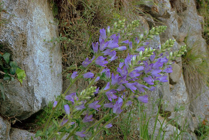 Campanula spicata / Campanula spigata