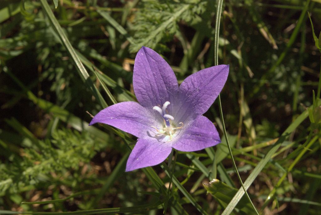 Campanula patula / Campanula bienne