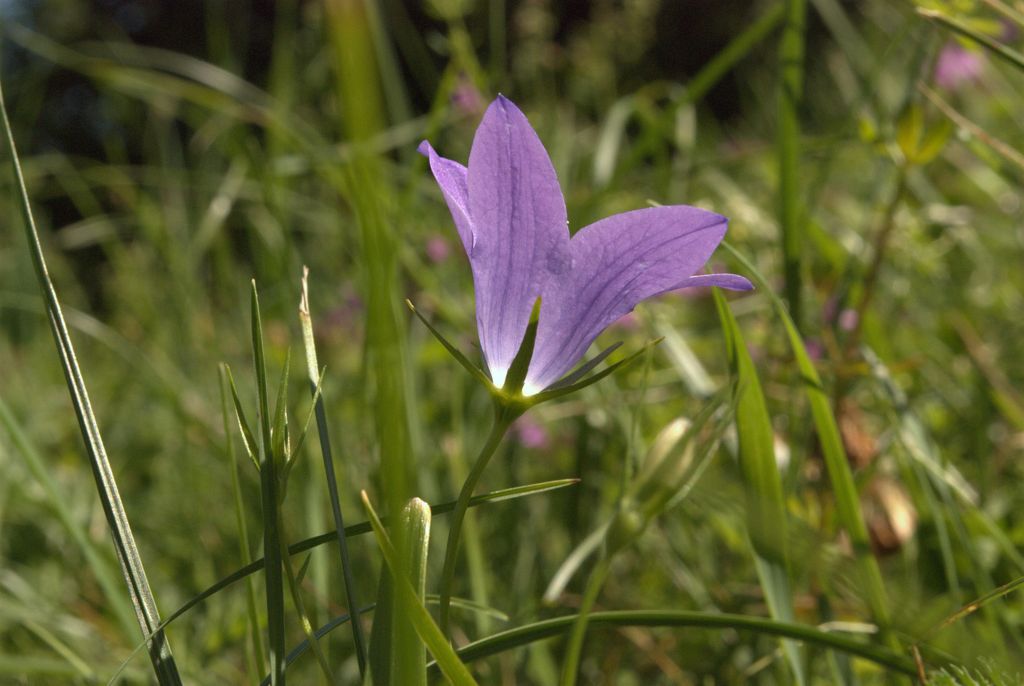 Campanula patula / Campanula bienne