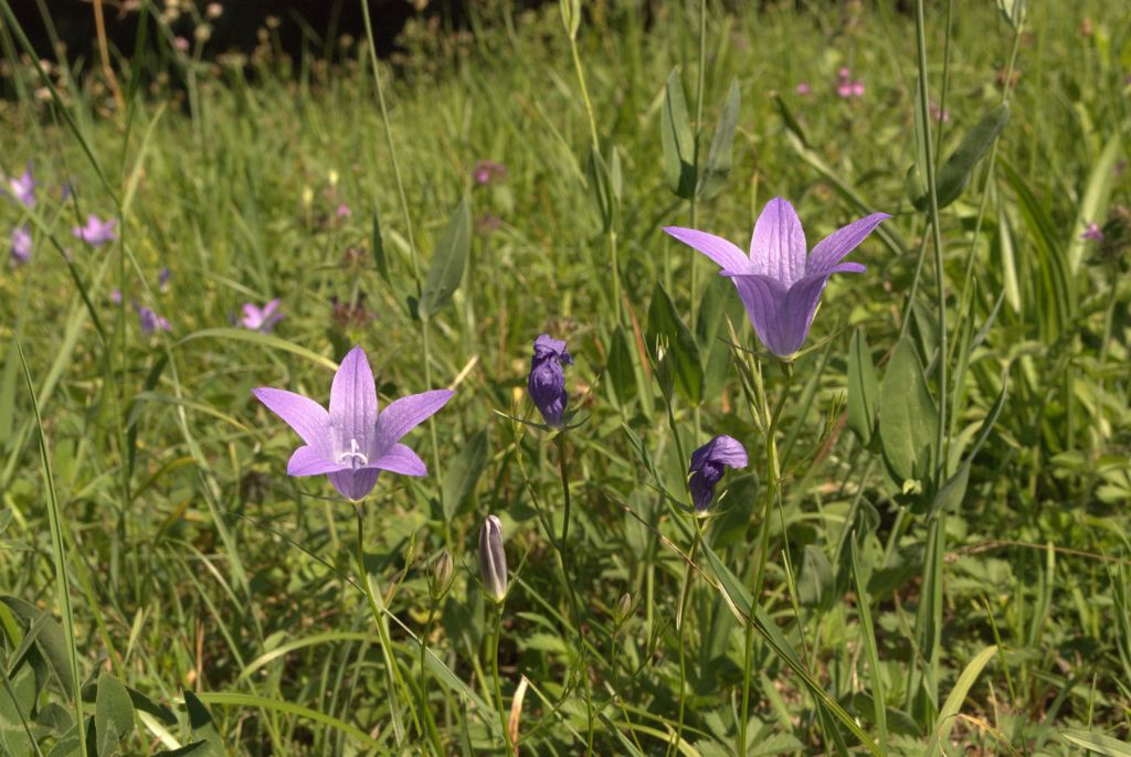 Campanula patula / Campanula bienne