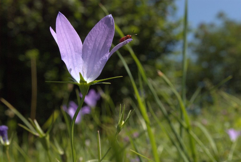 Campanula patula / Campanula bienne