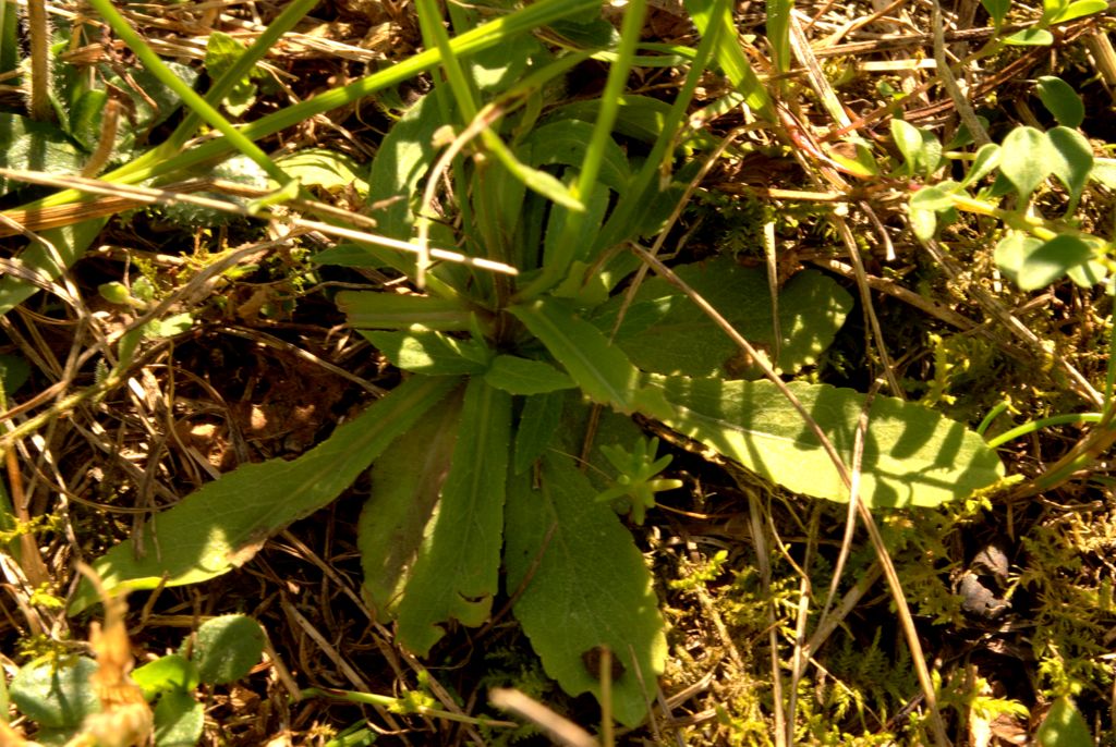 Campanula patula / Campanula bienne