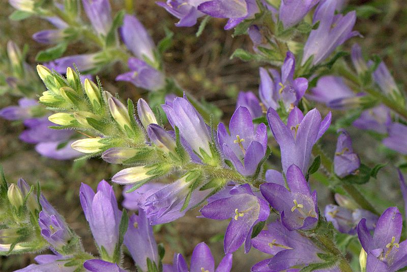 Campanula spicata / Campanula spigata