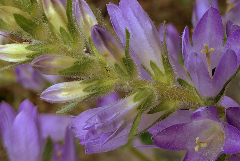 Campanula spicata / Campanula spigata