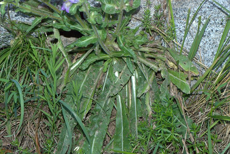 Campanula spicata / Campanula spigata