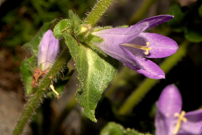 Campanula spicata / Campanula spigata