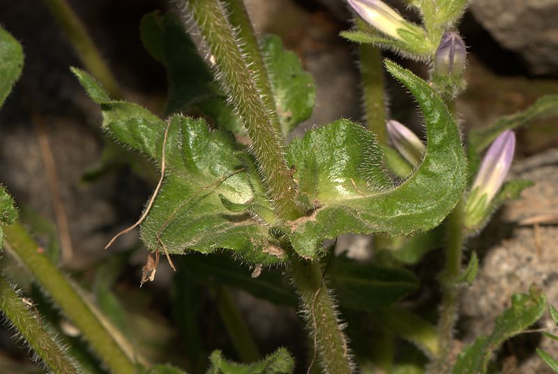 Campanula spicata / Campanula spigata