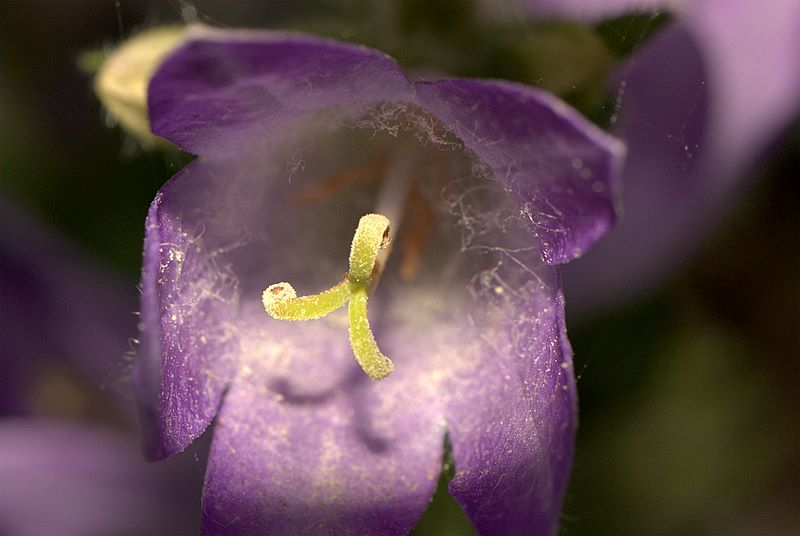 Campanula spicata / Campanula spigata