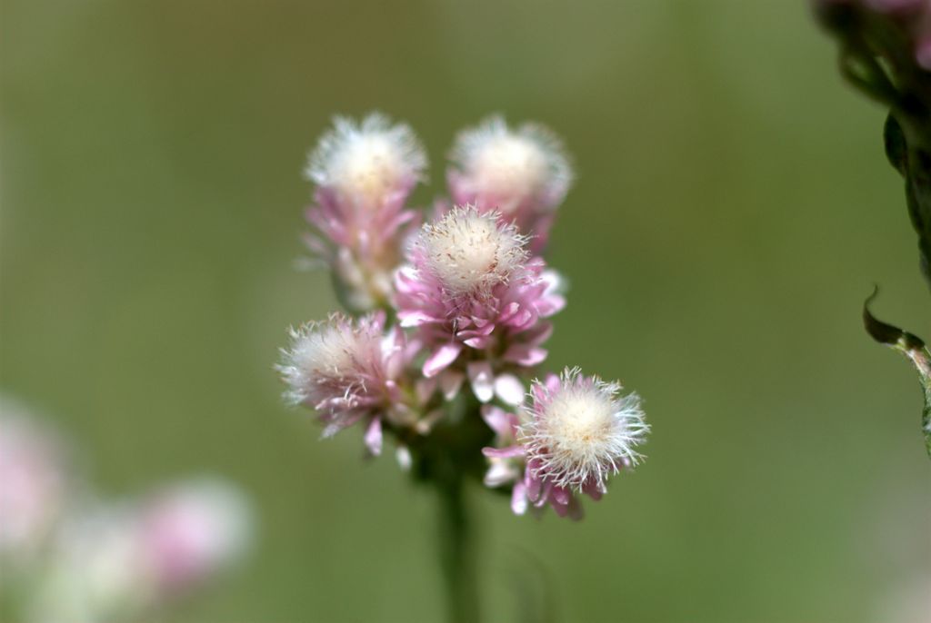 Antennaria dioica, fiori femminili