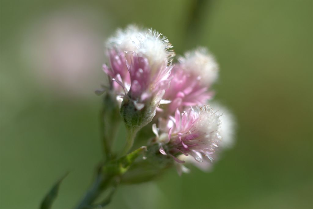 Antennaria dioica, fiori femminili